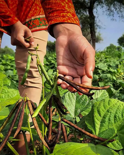 Chana Manufacturers in delhi, india